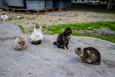 Paphos, Kıbrıs - 15 Ocak 2022 Kıbrıs Rum Kesimi 'nin Paphos kentindeki bir hayvan barınağında yaşayan terk edilmiş kediler, 800' den fazla kedi sokaklardan kurtarıldı ve güvenli bir yerde kaldı.