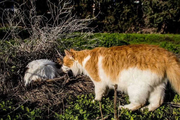 Paphos Cyprus January 2022 Abandoned Cats Residing Animal Shelter City — Stock Photo, Image