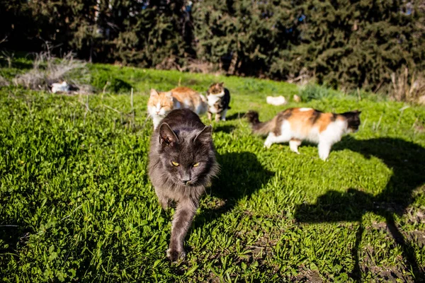 Paphos Cyprus January 2022 Abandoned Cats Residing Animal Shelter City — Stock Photo, Image