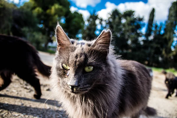 Paphos Cyprus Januari 2022 Verlaten Katten Die Een Dierenasiel Stad — Stockfoto