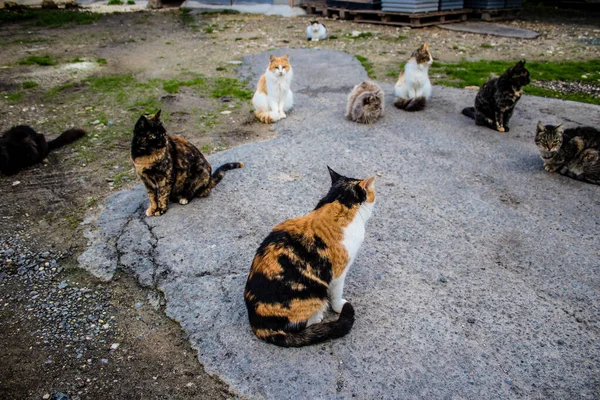 塞浦路斯帕福斯 2022年1月15日在塞浦路斯帕福斯市的动物收容所里 800多只猫从街上被救出来 躲藏在一个安全的地方 — 图库照片