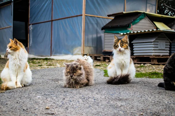 Paphos Chipre Janeiro 2022 Gatos Abandonados Que Residem Abrigo Para — Fotografia de Stock