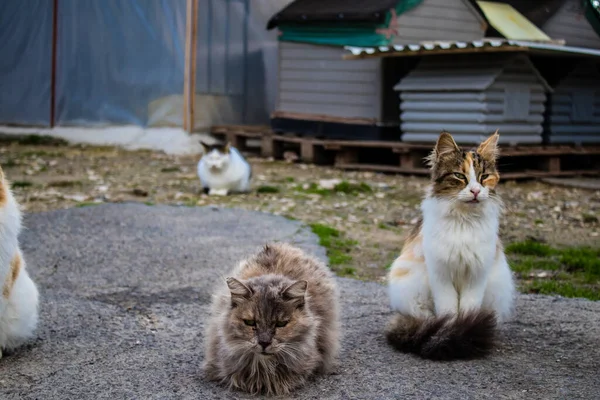 Paphos Zypern Januar 2022 Verlassene Katzen Einem Tierheim Der Stadt — Stockfoto