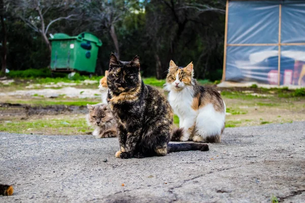 Paphos Cyprus January 2022 Abandoned Cats Residing Animal Shelter City — Stock Photo, Image