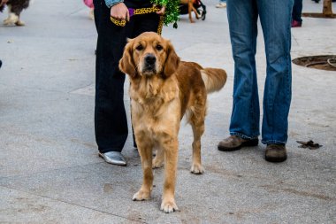 Tel Aviv, İsrail - 18 Mart 2022 Dizengoff Meydanı 'ndaki İsrail halkı, Mart ayında İsrail' de düzenlenen Purim karnavalı kutlaması için kostüm giymişti.