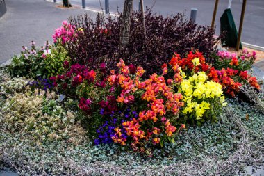 Tel Aviv, İsrail - Nisan 05, 2022 Şehir merkezindeki caddeleri süsleyen renkli çiçekler, Tel Aviv Belediye Binası güneşli günlerin gelişini kutlamak için her bahar yeni çiçekler eker.