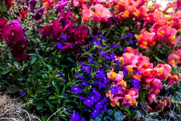 Tel Aviv Israel Abril 2022 Flores Coloridas Decorando Passarelas Nas — Fotografia de Stock