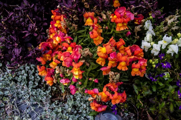 Τελ Αβίβ Ισραήλ Απριλίου 2022 Πολύχρωμα Λουλούδια Στολίζουν Τους Πεζόδρομους — Φωτογραφία Αρχείου
