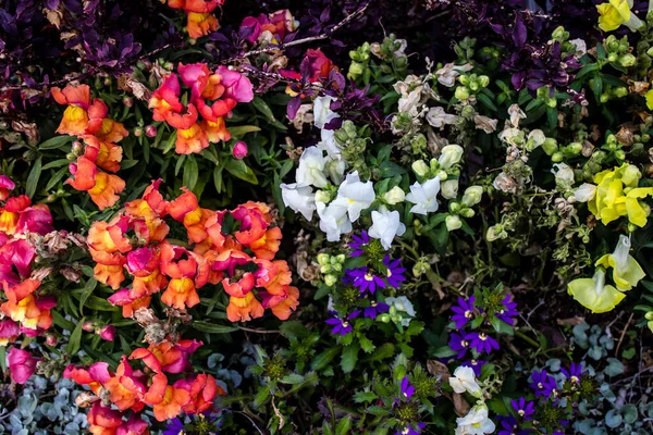 Tel Aviv Israel April 2022 Colorful Flowers Decorating Walksides Streets — Stock Photo, Image