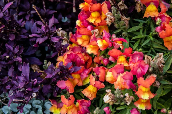 Tel Aviv Israel Abril 2022 Flores Coloridas Decorando Passarelas Nas — Fotografia de Stock