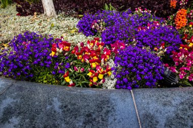 Tel Aviv, İsrail - Nisan 05, 2022 Şehir merkezindeki caddeleri süsleyen renkli çiçekler, Tel Aviv Belediye Binası güneşli günlerin gelişini kutlamak için her bahar yeni çiçekler eker.