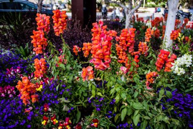 Tel Aviv, İsrail - Nisan 05, 2022 Şehir merkezindeki caddeleri süsleyen renkli çiçekler, Tel Aviv Belediye Binası güneşli günlerin gelişini kutlamak için her bahar yeni çiçekler eker.