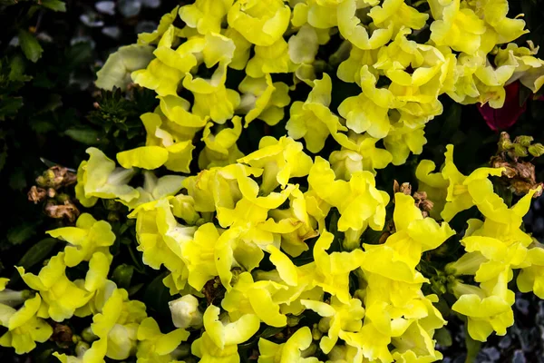 Tel Aviv Israël Avril 2022 Fleurs Colorées Décorant Les Trottoirs — Photo