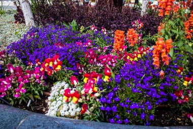 Tel Aviv, İsrail - Nisan 05, 2022 Şehir merkezindeki caddeleri süsleyen renkli çiçekler, Tel Aviv Belediye Binası güneşli günlerin gelişini kutlamak için her bahar yeni çiçekler eker.