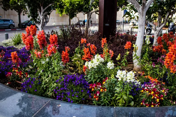 Tel Aviv, İsrail - Nisan 05, 2022 Şehir merkezindeki caddeleri süsleyen renkli çiçekler, Tel Aviv Belediye Binası güneşli günlerin gelişini kutlamak için her bahar yeni çiçekler eker.