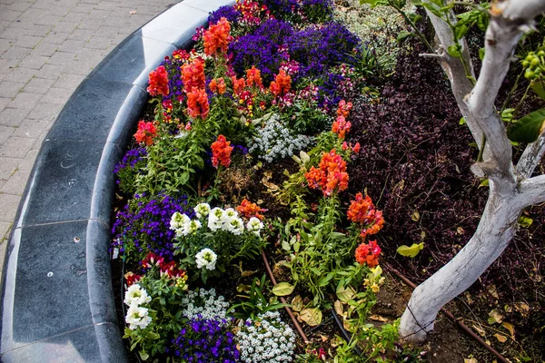 Tel Aviv, İsrail - Nisan 05, 2022 Şehir merkezindeki caddeleri süsleyen renkli çiçekler, Tel Aviv Belediye Binası güneşli günlerin gelişini kutlamak için her bahar yeni çiçekler eker.