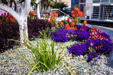 Tel Aviv, İsrail - Nisan 05, 2022 Şehir merkezindeki caddeleri süsleyen renkli çiçekler, Tel Aviv Belediye Binası güneşli günlerin gelişini kutlamak için her bahar yeni çiçekler eker.