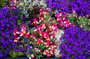 Tel Aviv, İsrail - Nisan 05, 2022 Şehir merkezindeki caddeleri süsleyen renkli çiçekler, Tel Aviv Belediye Binası güneşli günlerin gelişini kutlamak için her bahar yeni çiçekler eker.