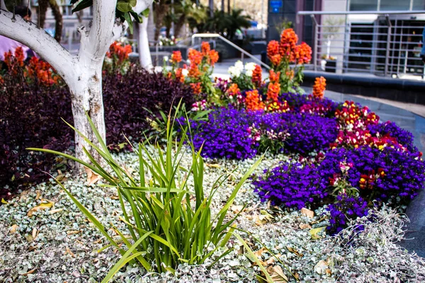 Tel Aviv, İsrail - Nisan 05, 2022 Şehir merkezindeki caddeleri süsleyen renkli çiçekler, Tel Aviv Belediye Binası güneşli günlerin gelişini kutlamak için her bahar yeni çiçekler eker.