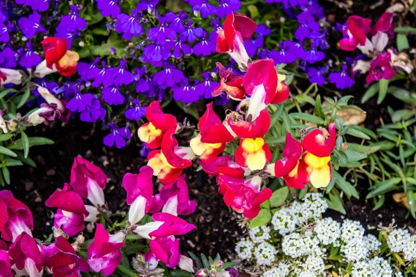 Tel Aviv, İsrail - Nisan 05, 2022 Şehir merkezindeki caddeleri süsleyen renkli çiçekler, Tel Aviv Belediye Binası güneşli günlerin gelişini kutlamak için her bahar yeni çiçekler eker.