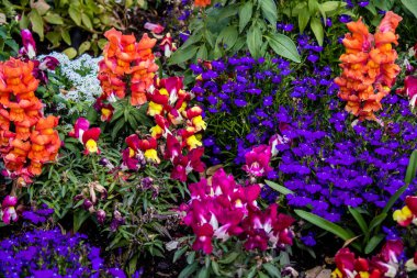 Tel Aviv, İsrail - Nisan 05, 2022 Şehir merkezindeki caddeleri süsleyen renkli çiçekler, Tel Aviv Belediye Binası güneşli günlerin gelişini kutlamak için her bahar yeni çiçekler eker.