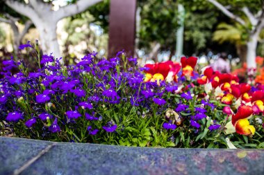 Tel Aviv, İsrail - Nisan 05, 2022 Şehir merkezindeki caddeleri süsleyen renkli çiçekler, Tel Aviv Belediye Binası güneşli günlerin gelişini kutlamak için her bahar yeni çiçekler eker.