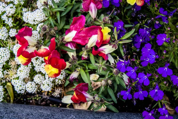 Τελ Αβίβ Ισραήλ Απριλίου 2022 Πολύχρωμα Λουλούδια Στολίζουν Τους Πεζόδρομους — Φωτογραφία Αρχείου