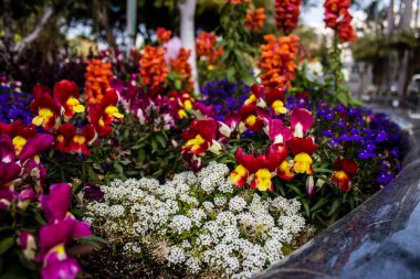 Tel Aviv, İsrail - Nisan 05, 2022 Şehir merkezindeki caddeleri süsleyen renkli çiçekler, Tel Aviv Belediye Binası güneşli günlerin gelişini kutlamak için her bahar yeni çiçekler eker.