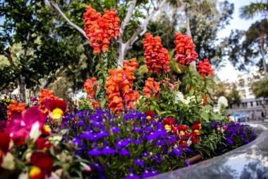 Tel Aviv, İsrail - Nisan 05, 2022 Şehir merkezindeki caddeleri süsleyen renkli çiçekler, Tel Aviv Belediye Binası güneşli günlerin gelişini kutlamak için her bahar yeni çiçekler eker.