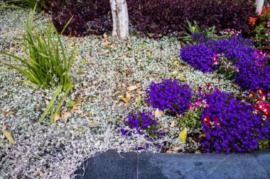 Tel Aviv, İsrail - Nisan 05, 2022 Şehir merkezindeki caddeleri süsleyen renkli çiçekler, Tel Aviv Belediye Binası güneşli günlerin gelişini kutlamak için her bahar yeni çiçekler eker.