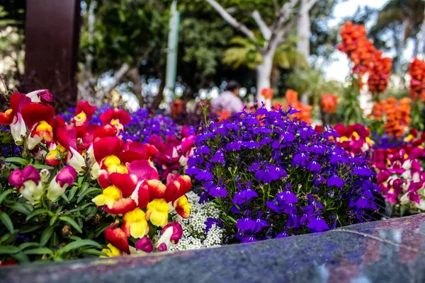 Tel Aviv Israel April 2022 Colorful Flowers Decorating Walksides Streets — Stock Photo, Image