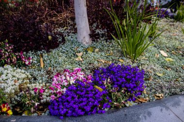 Tel Aviv, İsrail - Nisan 05, 2022 Şehir merkezindeki caddeleri süsleyen renkli çiçekler, Tel Aviv Belediye Binası güneşli günlerin gelişini kutlamak için her bahar yeni çiçekler eker.