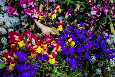 Tel Aviv, İsrail - Nisan 05, 2022 Şehir merkezindeki caddeleri süsleyen renkli çiçekler, Tel Aviv Belediye Binası güneşli günlerin gelişini kutlamak için her bahar yeni çiçekler eker.