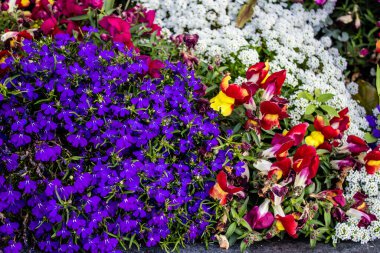 Tel Aviv, İsrail - Nisan 05, 2022 Şehir merkezindeki caddeleri süsleyen renkli çiçekler, Tel Aviv Belediye Binası güneşli günlerin gelişini kutlamak için her bahar yeni çiçekler eker.