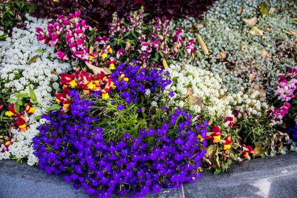 Tel Aviv Israel April 2022 Colorful Flowers Decorating Walksides Streets — Stock Photo, Image