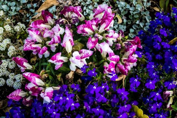 Tel Aviv Israel Abril 2022 Flores Coloridas Decorando Passarelas Nas — Fotografia de Stock