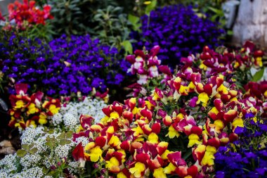 Tel Aviv, İsrail - Nisan 05, 2022 Şehir merkezindeki caddeleri süsleyen renkli çiçekler, Tel Aviv Belediye Binası güneşli günlerin gelişini kutlamak için her bahar yeni çiçekler eker.