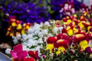 Tel Aviv, İsrail - Nisan 05, 2022 Şehir merkezindeki caddeleri süsleyen renkli çiçekler, Tel Aviv Belediye Binası güneşli günlerin gelişini kutlamak için her bahar yeni çiçekler eker.