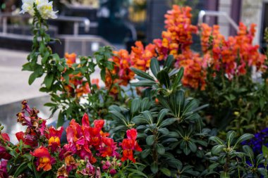 Tel Aviv, İsrail - Nisan 05, 2022 Şehir merkezindeki caddeleri süsleyen renkli çiçekler, Tel Aviv Belediye Binası güneşli günlerin gelişini kutlamak için her bahar yeni çiçekler eker.