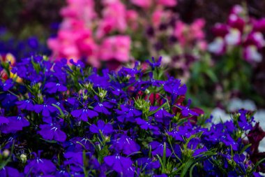 Tel Aviv, İsrail - Nisan 05, 2022 Şehir merkezindeki caddeleri süsleyen renkli çiçekler, Tel Aviv Belediye Binası güneşli günlerin gelişini kutlamak için her bahar yeni çiçekler eker.