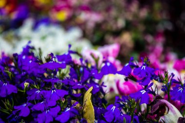 Tel Aviv, İsrail - Nisan 05, 2022 Şehir merkezindeki caddeleri süsleyen renkli çiçekler, Tel Aviv Belediye Binası güneşli günlerin gelişini kutlamak için her bahar yeni çiçekler eker.