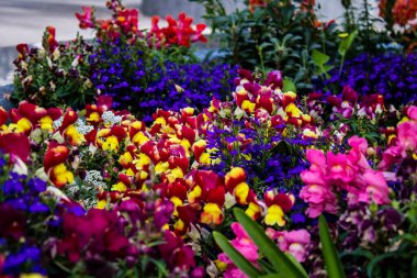 Tel Aviv, İsrail - Nisan 05, 2022 Şehir merkezindeki caddeleri süsleyen renkli çiçekler, Tel Aviv Belediye Binası güneşli günlerin gelişini kutlamak için her bahar yeni çiçekler eker.