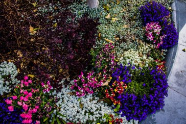 Tel Aviv, İsrail - Nisan 05, 2022 Şehir merkezindeki caddeleri süsleyen renkli çiçekler, Tel Aviv Belediye Binası güneşli günlerin gelişini kutlamak için her bahar yeni çiçekler eker.