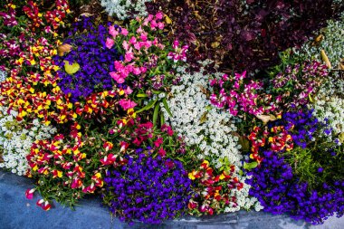 Tel Aviv, İsrail - Nisan 05, 2022 Şehir merkezindeki caddeleri süsleyen renkli çiçekler, Tel Aviv Belediye Binası güneşli günlerin gelişini kutlamak için her bahar yeni çiçekler eker.