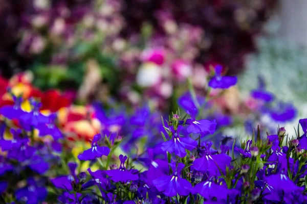 Tel Aviv Israël Avril 2022 Fleurs Colorées Décorant Les Trottoirs — Photo