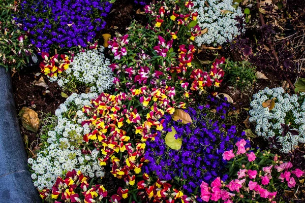 Тель Авів Ізраїль Квітня 2022 Квіти Прикрашені Провулками Вулицях Центру — стокове фото