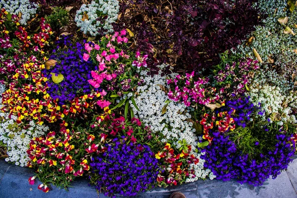 Tel Aviv, İsrail - Nisan 05, 2022 Şehir merkezindeki caddeleri süsleyen renkli çiçekler, Tel Aviv Belediye Binası güneşli günlerin gelişini kutlamak için her bahar yeni çiçekler eker.