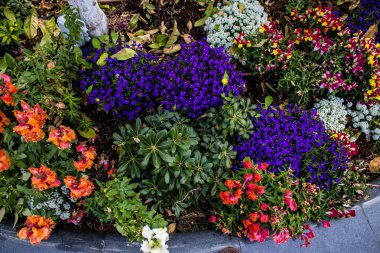 Tel Aviv, İsrail - Nisan 05, 2022 Şehir merkezindeki caddeleri süsleyen renkli çiçekler, Tel Aviv Belediye Binası güneşli günlerin gelişini kutlamak için her bahar yeni çiçekler eker.