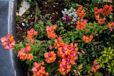 Tel Aviv, İsrail - Nisan 05, 2022 Şehir merkezindeki caddeleri süsleyen renkli çiçekler, Tel Aviv Belediye Binası güneşli günlerin gelişini kutlamak için her bahar yeni çiçekler eker.