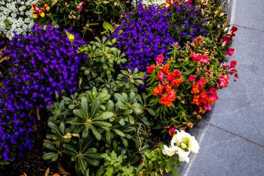 Tel Aviv, İsrail - Nisan 05, 2022 Şehir merkezindeki caddeleri süsleyen renkli çiçekler, Tel Aviv Belediye Binası güneşli günlerin gelişini kutlamak için her bahar yeni çiçekler eker.